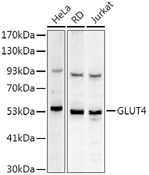 SLC2A4 antibody