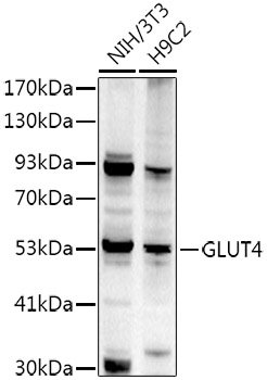 SLC2A4 antibody