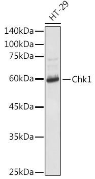 CHEK1 antibody