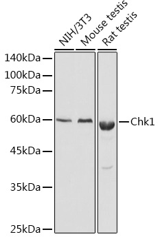 CHEK1 antibody