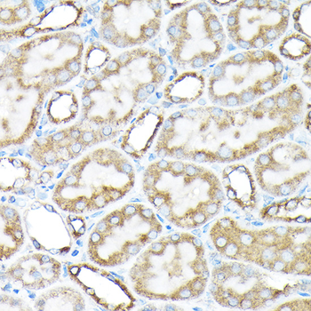 ETFA antibody