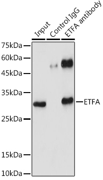 ETFA antibody