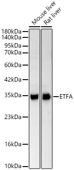 ETFA antibody