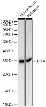 ETFA antibody