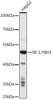 YBX1 antibody