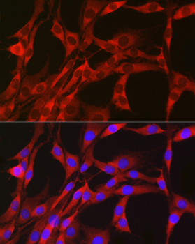 PGD antibody