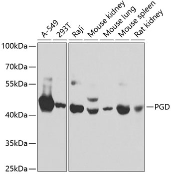 PGD antibody