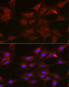 RAC1 antibody