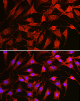 RAC1 antibody