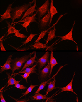 RAC1 antibody