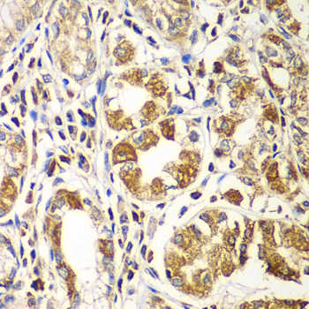 RAC1 antibody