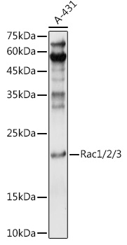 RAC1 antibody