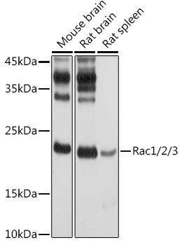 RAC1 antibody