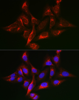 SHC1 antibody