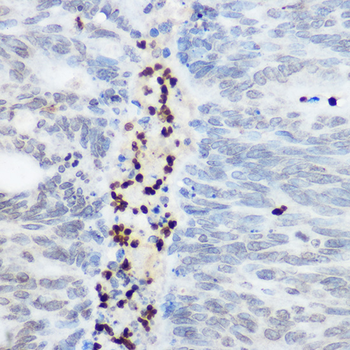 SHC1 antibody