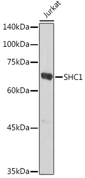 SHC1 antibody