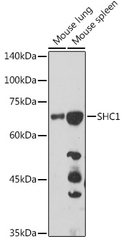 SHC1 antibody