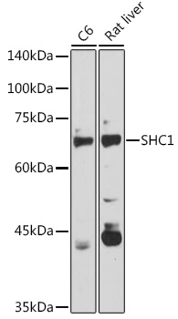 SHC1 antibody