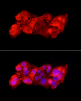 SQSTM1 antibody