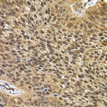 SQSTM1 antibody