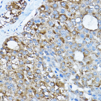 RPL36 antibody