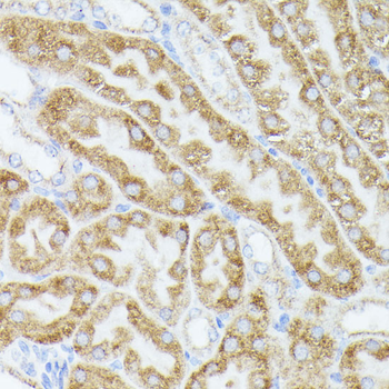 ACAT2 antibody