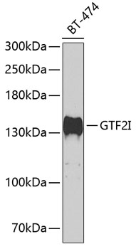 GTF2I antibody