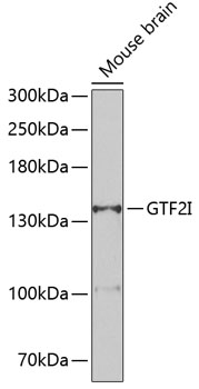 GTF2I antibody