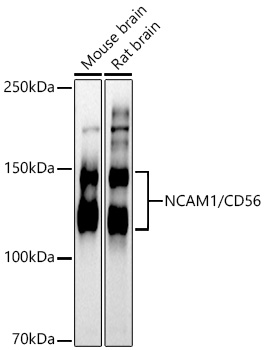 NCAM1 antibody