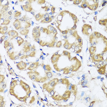 B9D1 antibody