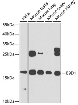 B9D1 antibody