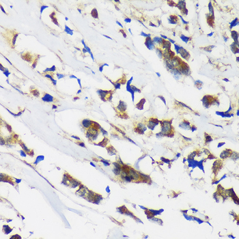 MBNL1 antibody