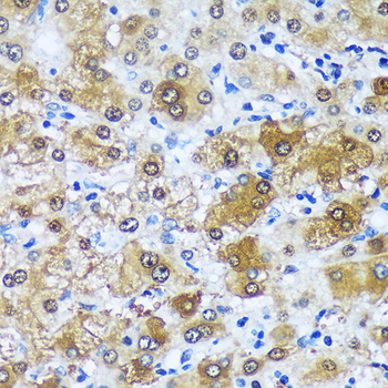 MBNL1 antibody