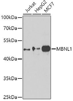 MBNL1 antibody