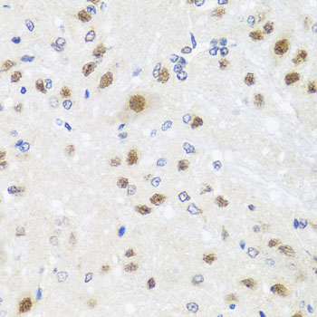 CETN3 antibody