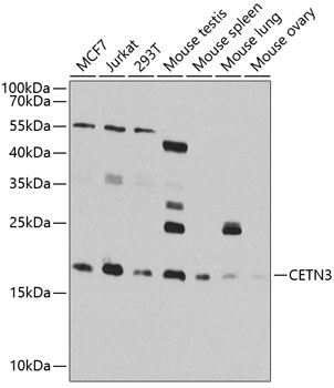 CETN3 antibody