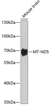 ND5 antibody