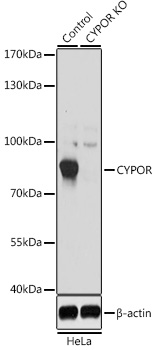 POR antibody