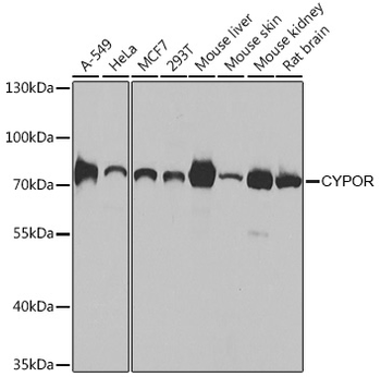 POR antibody