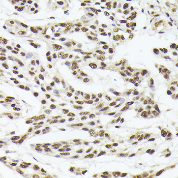 THOC1 antibody