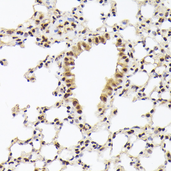 THOC1 antibody