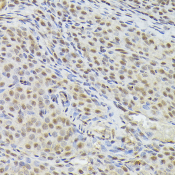 THOC1 antibody