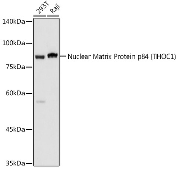 THOC1 antibody