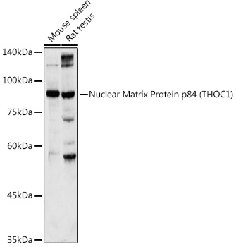 THOC1 antibody