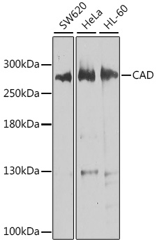 CAD antibody