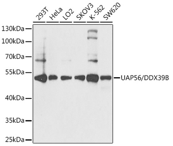 DDX39B antibody