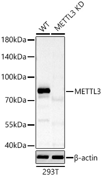 METTL3 antibody