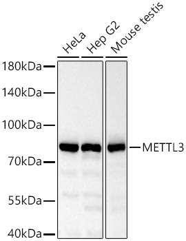 METTL3 antibody