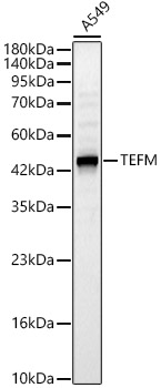 TEFM antibody