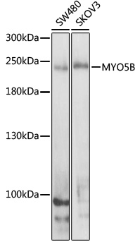 MYO5B antibody